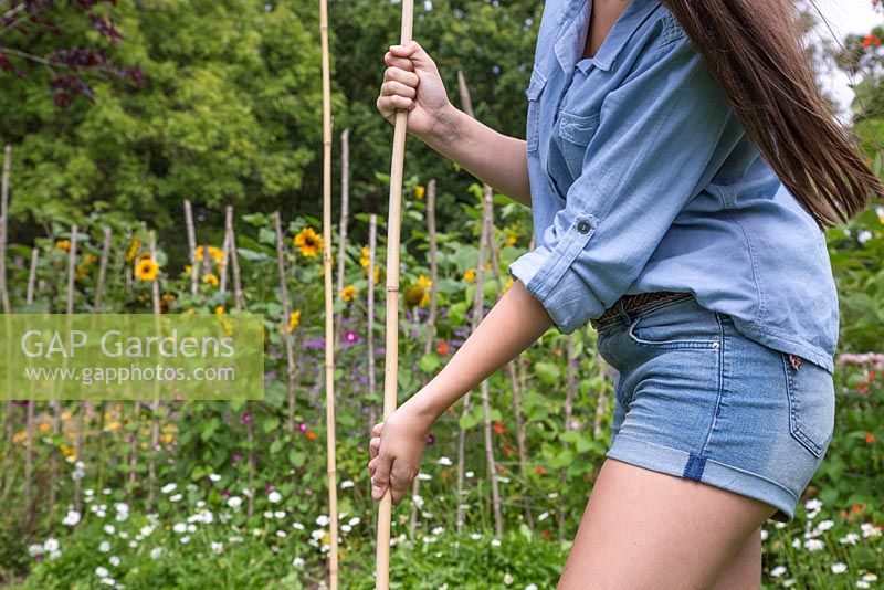 Start by staking your garden canes into the ground