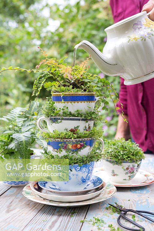 Watering with a tea pot, containers made from vintage tea cups planted with Baby's Tears