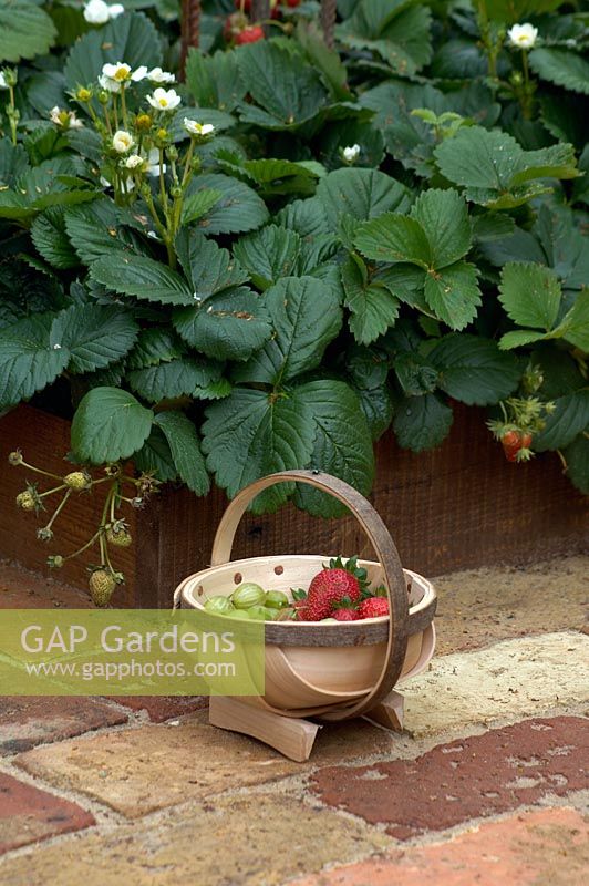 Strawberries growing in raised bed with wooden basket of harvested fruit