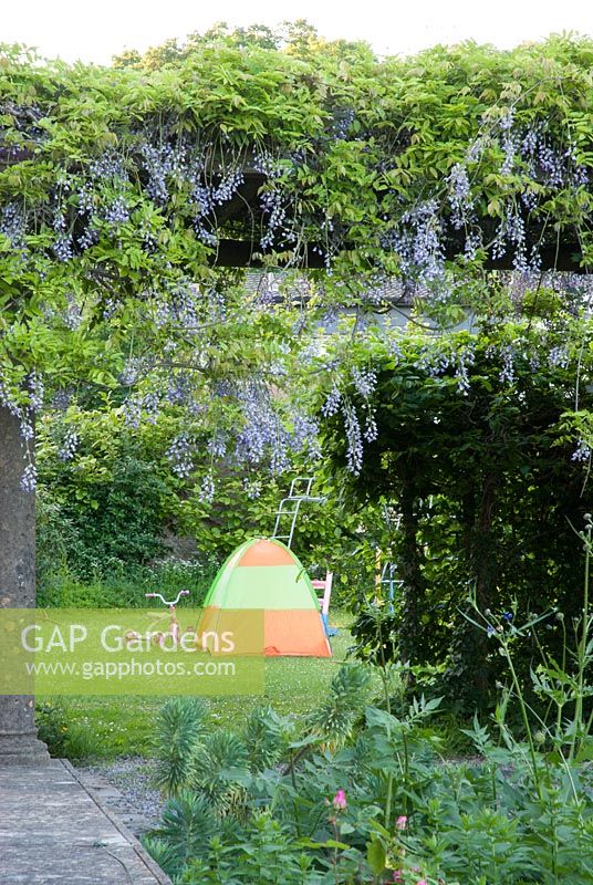 Wisteria sinensis covering a pergola, children's tent and toys in background - Ammerdown House, Somerset