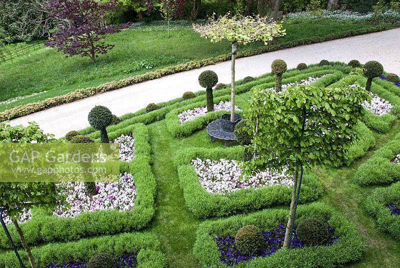 Aerial view of knot garden with low clipped Lavandula vera, Taxus baccata balls underplanted with Viola and umbrella pleached London Plane tree - Platanus x hispanica with metal tree bench and pleached Fagus sylvatica
