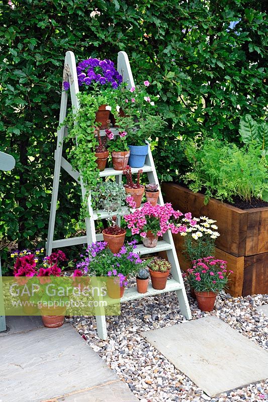Flower pots displayed on old, painted timber ladder - Just Retirement Garden, Hampton Court Palace Flower show 2015
