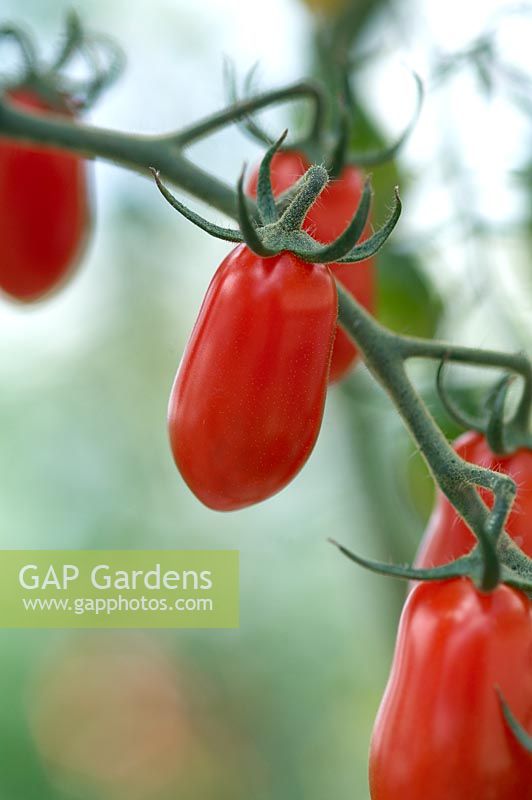 Solanum lycopersicum 'Capriccio' - Tomatoes