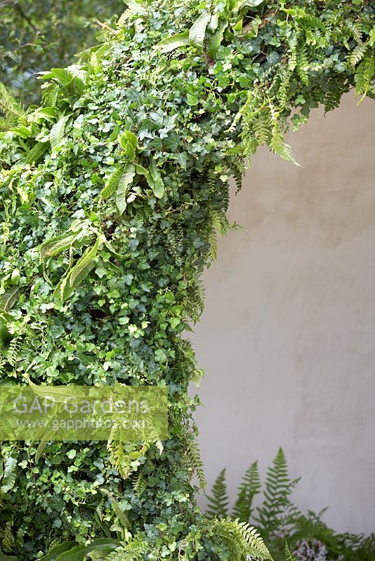 Mixed ferns and ivy as vertical planting. The Macmillan Legacy Garden. RHS Hampton Court Flower Show 2015.   