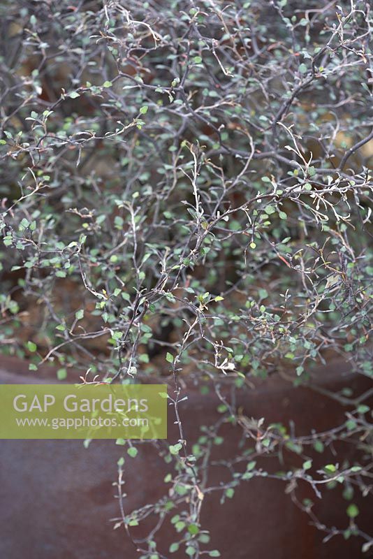 Corokia cotoneaster. Jacksons Fencing: Secret Garden Party. RHS Hampton Court Flower Show 2015.   