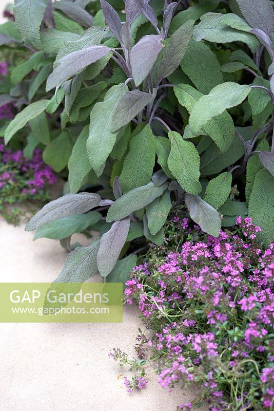 Thymus serpyllum and Salvia officinalis purpurea bordering white stone path. The Wellbeing of Women Garden. RHS Hampton Court Flower Show 2015. Sponsors: Tattersall Landscapes, London Stone, Jacksons Fencing, Hedgeworx, Tactile Studios.