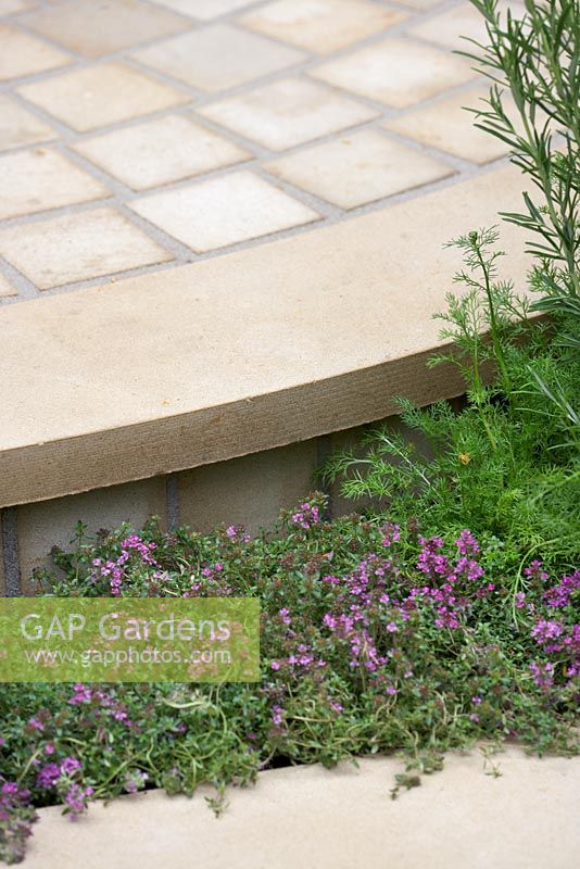 Thyme, chamomile and rosemary bordering pale stone raised pathway. The Wellbeing of Women Garden. RHS Hampton Court Flower Show 2015. Sponsors: Tattersall Landscapes, London Stone, Jacksons Fencing, Hedgeworx, Tactile Studios.