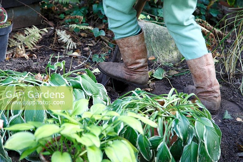 Transform a border. Woman digs a hole for Hydrangea paniculata 'Wims Red' - Welsch Garden, Berlin, Germany