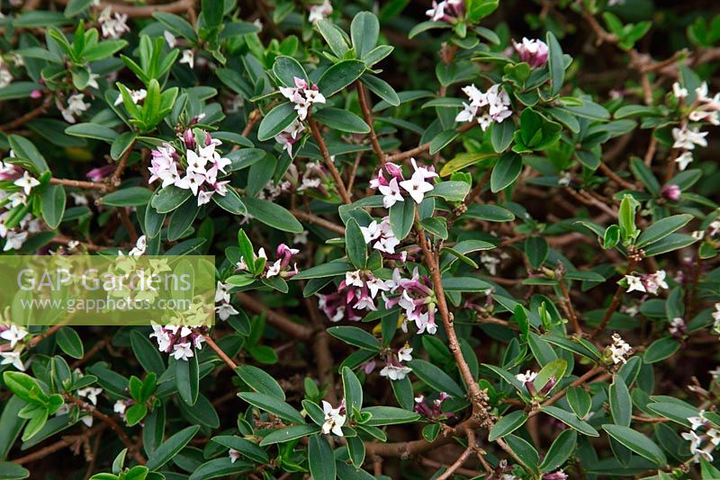 Daphne tangutica shrub in flower