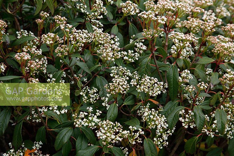 Viburnum x globosum 'Jermyns Globe' close up of flowers