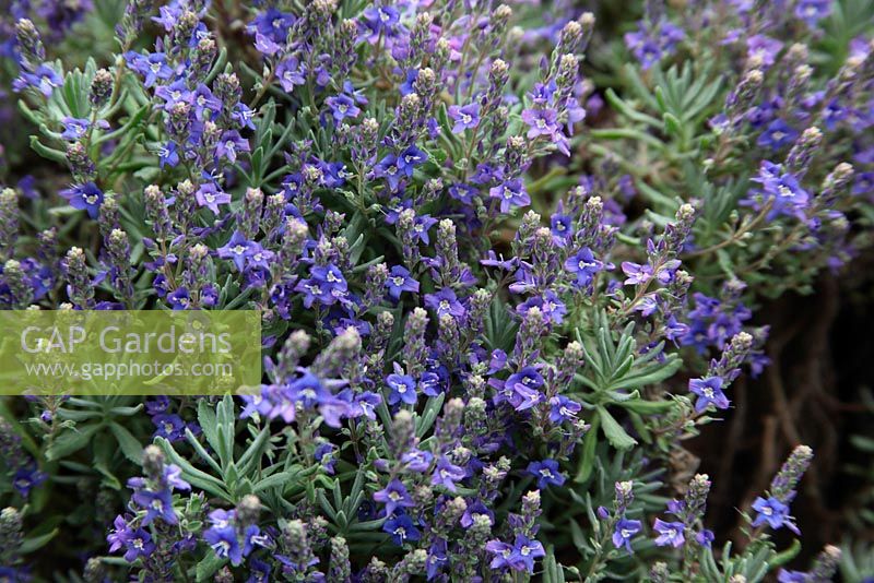 Linum perenna 'Blau Saphire' plant in flower 