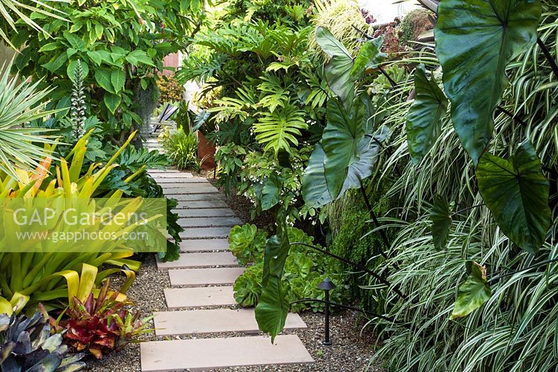 Tropical borders planted with Colocasia esculenta 'Black Magic', Philodendron 'Xanadu', Carex oshimennium Aeonium haworthii 'Pinwheel Mound', Acanthus mollis, Aechmea blanchetiana  