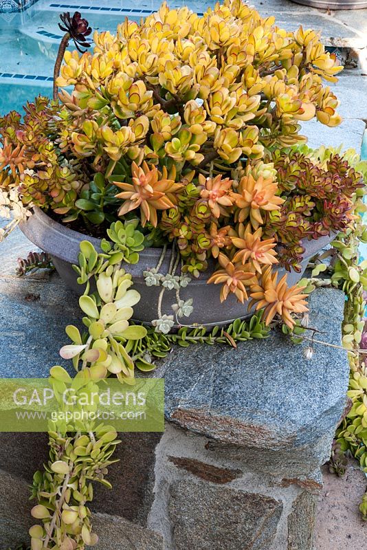 Container planted with Crassula ovata 'Hummel's Sunset', Sedum nussbaumerianum, Kleinia petraea, Crassula rupestris 