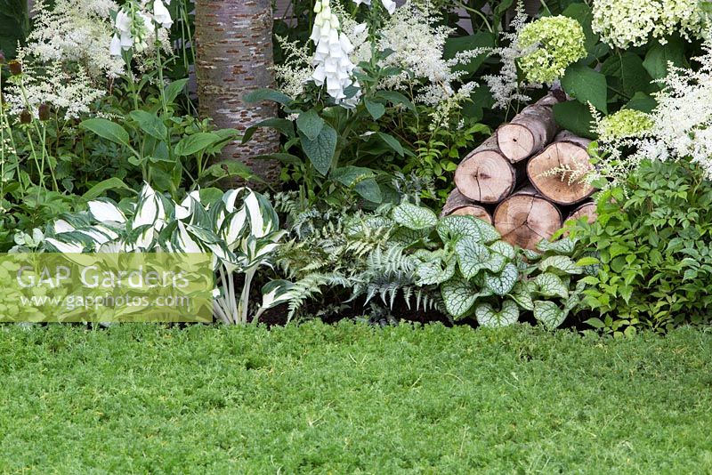 Living Landscapes: City Twitchers Garden - Chamomile nobile 'Treneague' lawn, border planted with Brunnera macrophylla 'Jack Frost', Stachys byzantina 'Silver Carpet', Astilbe x arendsii 'Bridal Veil', Digitalis purpurea f. 'Albiflora', Hosta 'Fire and Ice', Hydrangea - Designer CouCou Design, Sarah Keyser - Sponsor Living Landscapes - RHS Hampton Court Flower Show 2015 - awarded Silver gilt