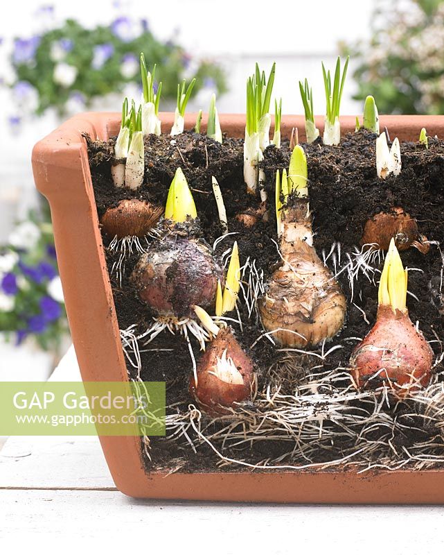 Layer planting of flowerbulbs