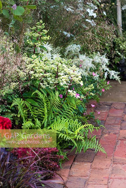 A garden by association, view of brick path surrounded by fern Blechnum Spicant, white Hydrangea Paniculata and Berberis - Designer: Tina Vallis, MSGD 