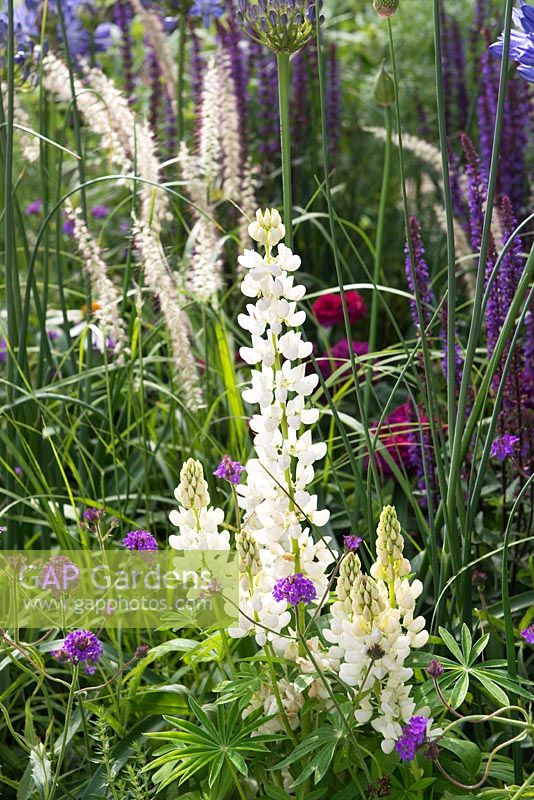 The Wellbeing of Women Garden. Flowerbed with white Lupinus, Verbena and Pennisetum orientalis. Designers: Wendy von Buren, Claire Moreno, Amy Robertson, Sponsor: Tattersall Landscapes, London Stone, Jacksons Fencing, Hedgeworx, Tactile Studios