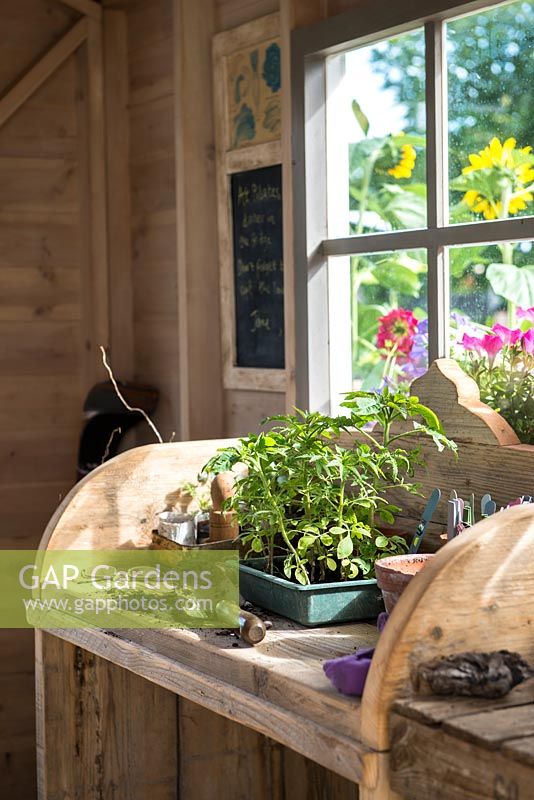 Just Retirement: A Garden For Every Retiree, view of shed interior with wooden potting bench and worktable with herbs, tools, pots and propagation equipment in a shed. branches surrounded by - Designer: Tracy Foster Sponsor: Just Retirement Ltd