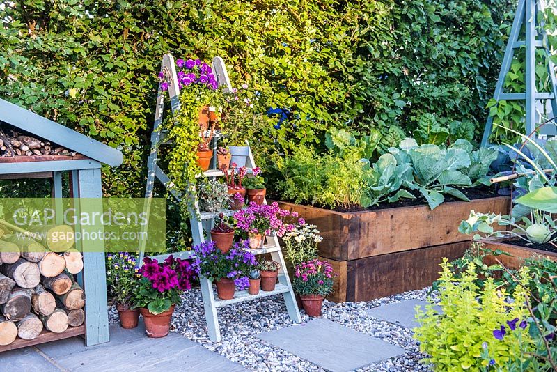 Just Retirement: A Garden For Every Retiree, view of painted old ladder used as shelves with violas, pelargonium, campanula and Sempervivum in flower pots. Designer: Tracy Foster Sponsor: Just Retirement Ltd
