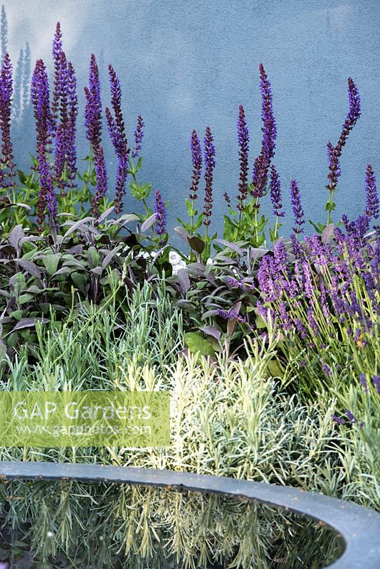 Salvia Caradonna, Salvia officinalis 'Purpurascens' behind modern concrete water feature amongst grey wall. H U G: Healing Urban Garden. Designer: Rae Wilkinson. Sponsor: Living Landscapes
