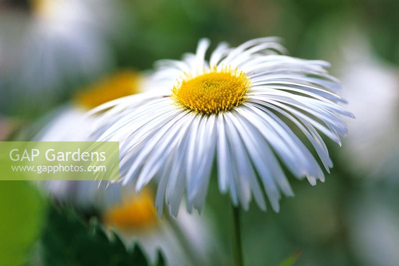 Erigeron 'Sommerneuschnee'