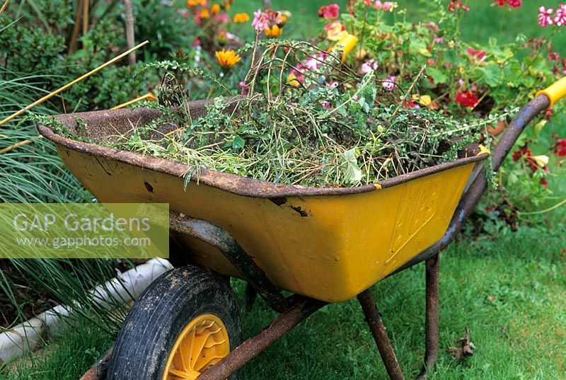 Wheelbarrow containing garden waste