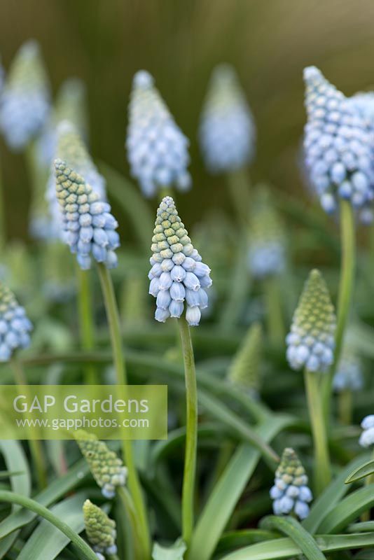 Muscari 'Cupido'