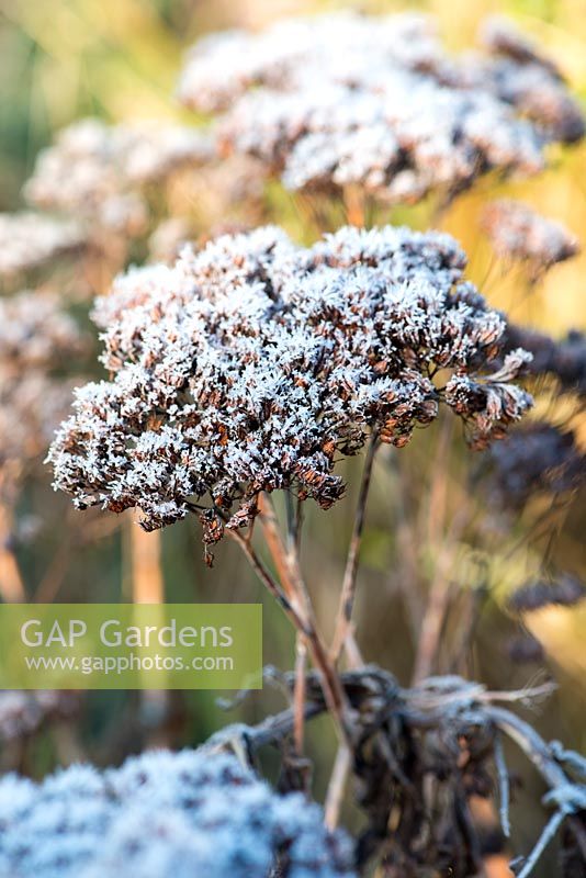 Sedum spectabile seedheads covered with frost.