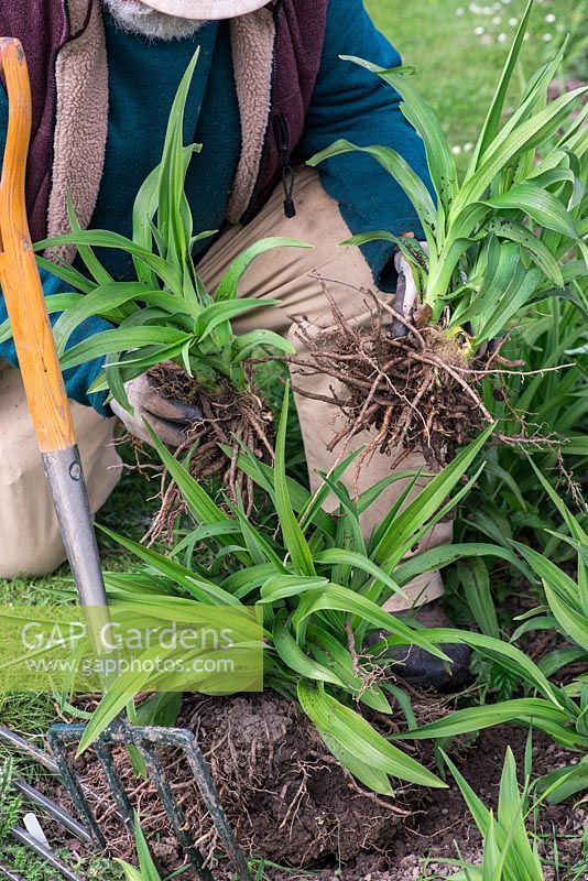 In Spring, Mark Zenick, daylily specialist, propagates daylilies by division. Step 3: two sections of the original clump, each with foliage attached to rhizome root, are ready to replant.