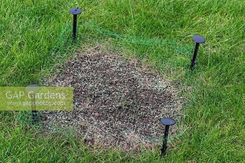 Restoring a damaged lawn step by step - Stake netting over the newly seeded area to project.