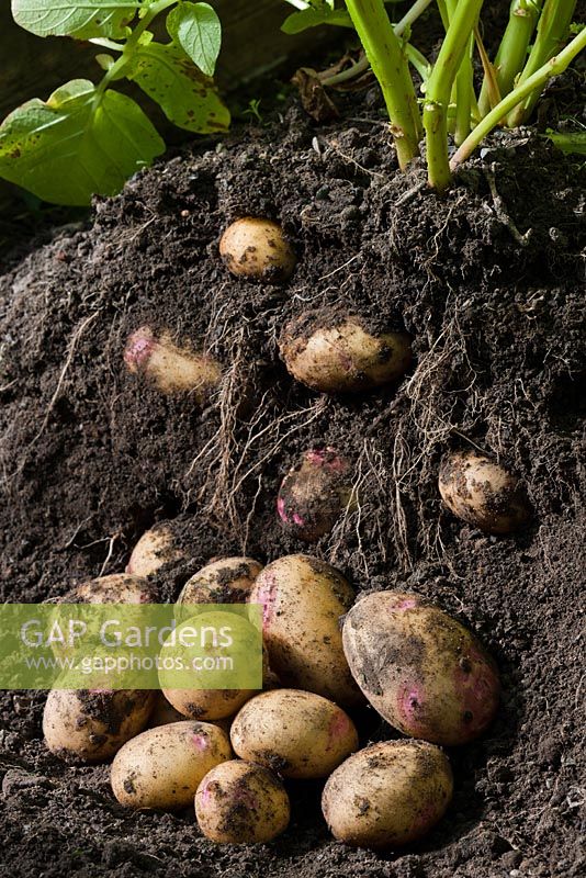 Harvesting Potato 'Picasso' - Solanum tuberosum 