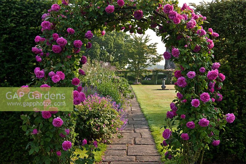 Rosa 'Madame Isaac Periere' climbing over arch