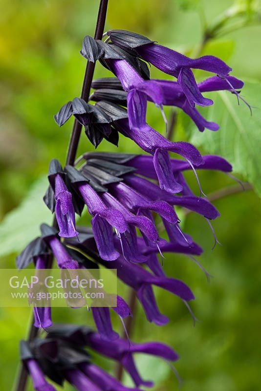 Salvia guaranitica 'Amistad' anise-scented sage 