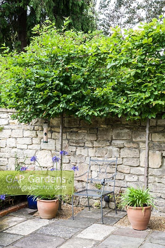 Carpinus betulus - Pleached hornbeams, screen a terraced dining area from adjoining houses thus creating a sense of privacy. At the base of their trunks are pots of agapanthus.