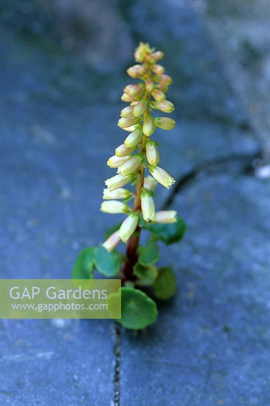 Umbilicus rupestris - Pennywort in paving