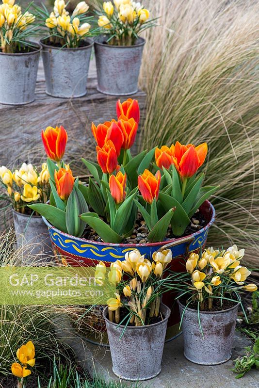 Set against winter backdrop of Stipa tenuissima, painted bucket planted with Tulipa 'Early Harvest' and pots of Crocus 'Cream Beauty', flowering in February and March.