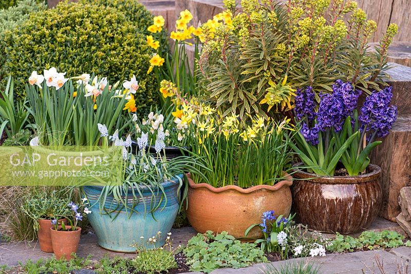 Spring containers with Narcissus 'Reggiae' Muscari 'Cupido' Narcissus 'Hawera' and Hyacinthus 'Peter Stuyvesant'.
