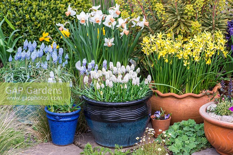 Spring containers with Narcissus 'Reggiae' Muscari 'Cupido', 'White Magic' and 'Peppermint', Narcissus 'Hawera' and Hyacinthus Peter 'Stuyvesant'.