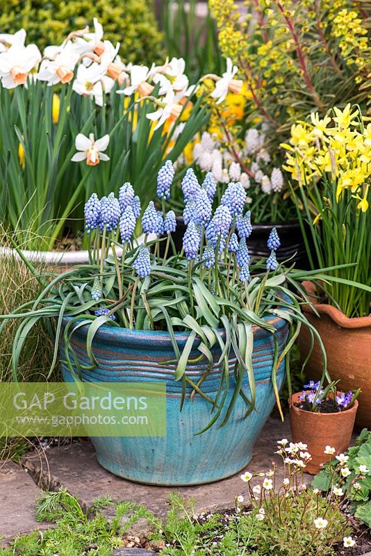 Spring containers with Muscari 'Cupido', Narcissus 'Hawera' and Narcissus 'Reggiae'.