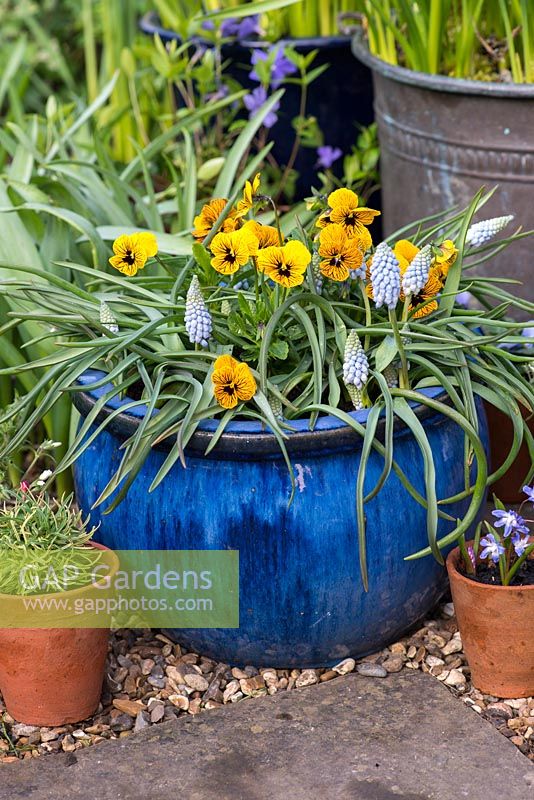 A spring container planted with Muscari 'Cupido' and yellow Violas.
