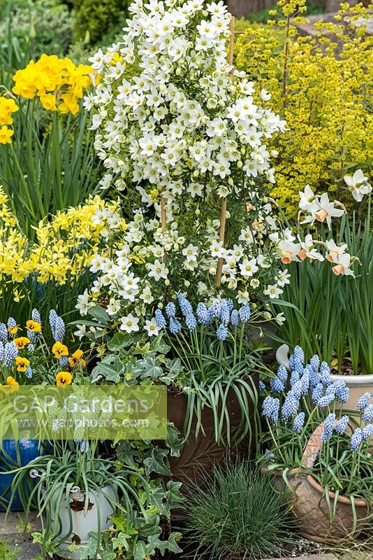 A spring container display with Clematis x cartmanii 'Joe', Muscari 'Cupido' with Narcissus 'Hawera', 'Quail' and 'Reggiae'.