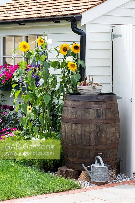 Wooden water butt to collect rainwater from roof. On top, pot of succulents. Designer: Tracy Foster.