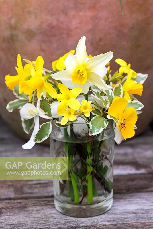 Golden winter posie February - arrangement in glass vase with  Pittosporum tenuifolium 'Variegatum', Clematis armandii, winter flowering Jasminum nudiflorum,Narcissi 'Tete-a-Tete' and 'Jack Snipe', yellow Viola x wittrockiana and white Crocus x chrysantha 'Aubade'.