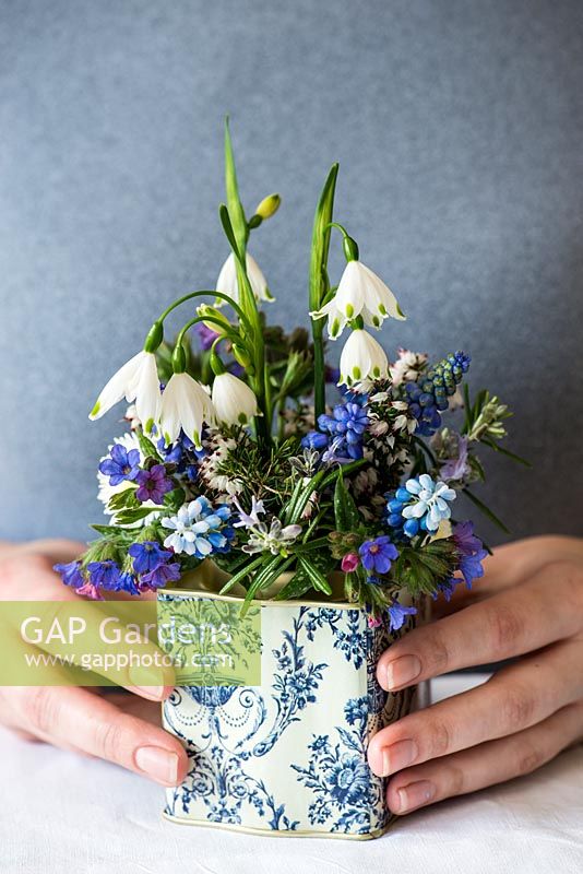 Woman holding blue and white posie in April. Calluna vulgaris, Leucojum aestivum, Muscari armeniacum, Pulmonaria 'Blue Ensign', Bellis perennis and Rosmarinus officinalis. Arrangement of white heather, snowflake, grape hyacinth, lungwort, Bellis daisy and rosemary. 