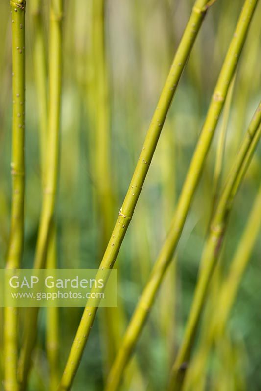 Cornus stolonifera 'Flaviramea' - Green barked dogwood: March early Spring.