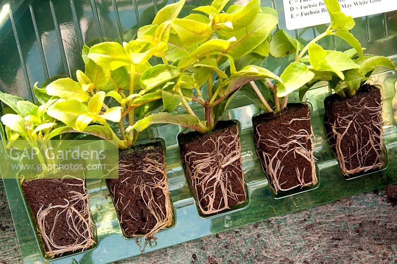 Fuchsia plug plants in plastic packaging - April 