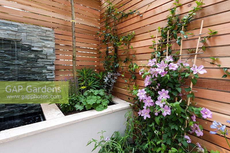 Red cedar wall screen, slate water feature.  Salvia 'Caradonna', Alchemilla mollis, Euphorbia mellifera, Eryngium bourgatii 'Picos Amethyst', Trachelospermum jasminoides, Clematis 'Nelly Moser', Agapanthus africanus