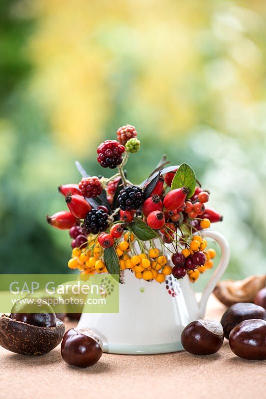 Hips and berries posie step by step in November. Completed posie made from freshly picked black elder foliage, rose hips and berries from blackberry, cotoneaster, pyracantha and hawthorn. Set amidst more autumn fruits, conkers.