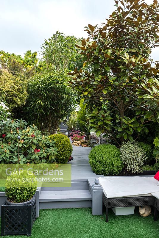 3.7m x 25m contemporary garden. 3 seating areas are linked by stepped plank path. Evergreen planting includes box balls, camellia, magnolia and bamboo.