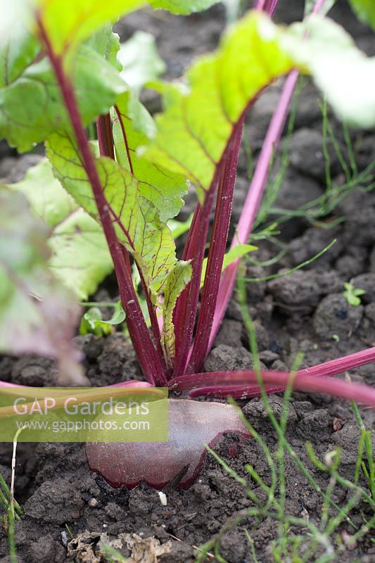 Beetroot 'Egyptian Flat Round'